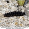 melitaea arduinna3 larva6b